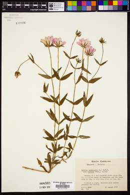 Sabatia dodecandra var. foliosa image