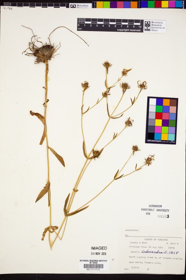 Sabatia dodecandra image