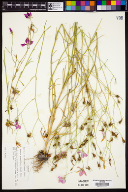 Sabatia grandiflora image