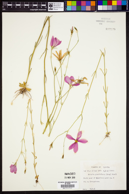 Sabatia grandiflora image