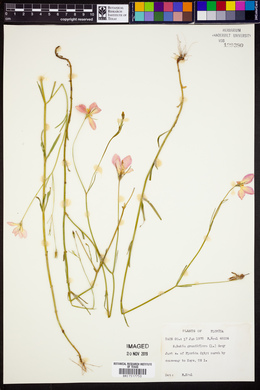 Sabatia grandiflora image