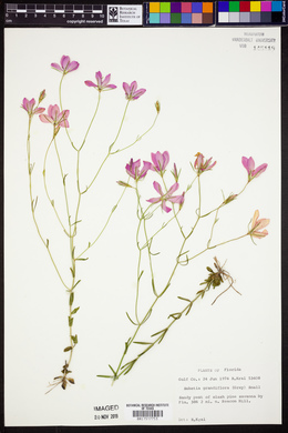 Sabatia grandiflora image