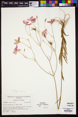 Sabatia grandiflora image