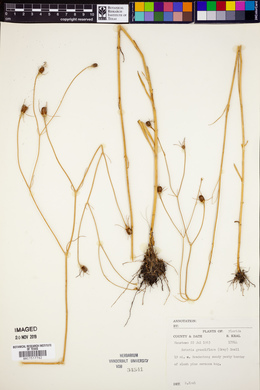 Sabatia grandiflora image