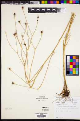 Sabatia grandiflora image