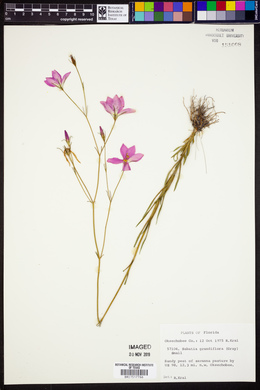 Sabatia grandiflora image