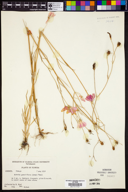 Sabatia grandiflora image