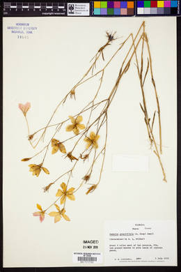 Sabatia grandiflora image