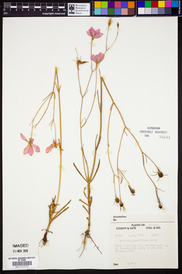 Sabatia grandiflora image