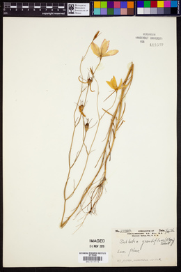 Sabatia grandiflora image