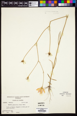 Sabatia grandiflora image
