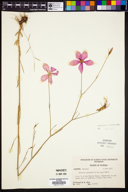 Sabatia grandiflora image