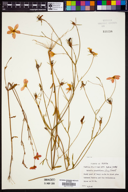 Sabatia grandiflora image