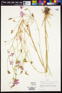 Sabatia grandiflora image