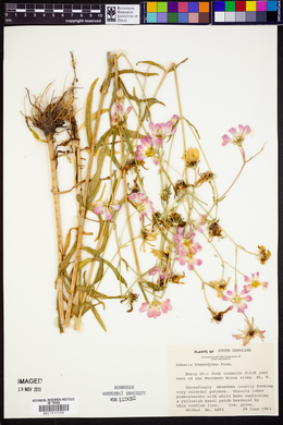 Sabatia kennedyana image