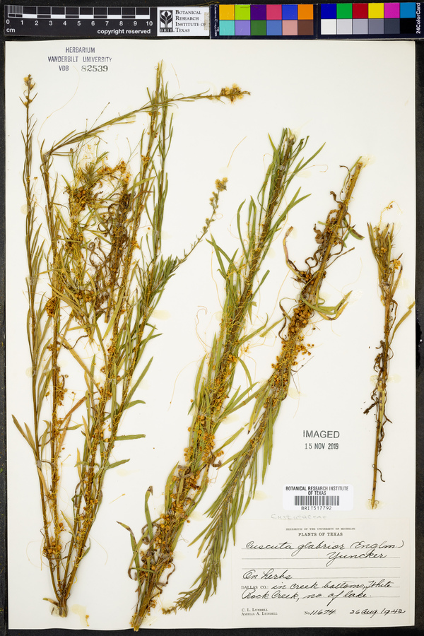 Cuscuta glabrior image