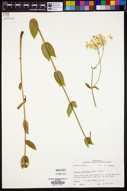 Sabatia paniculata image
