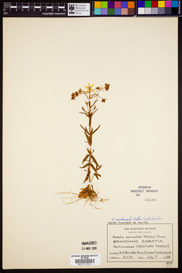Sabatia paniculata image
