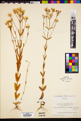Sabatia paniculata image