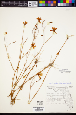 Sabatia grandiflora image