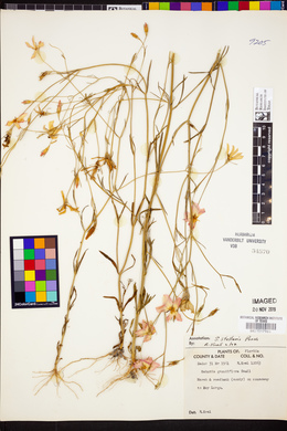 Sabatia grandiflora image