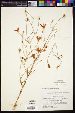 Sabatia grandiflora image