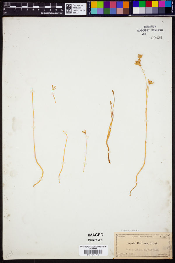 Voyria mexicana image