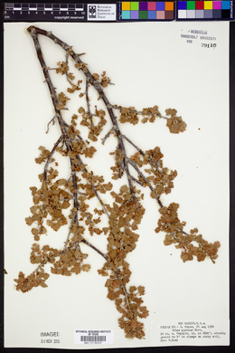 Ribes pumilum image