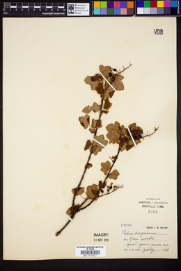Ribes sanguineum image
