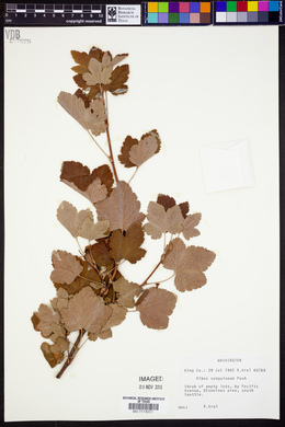 Ribes sanguineum image