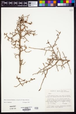 Ribes tortuosum image
