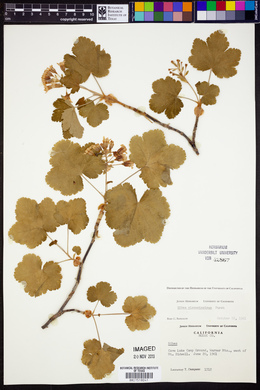 Ribes viscosissimum image