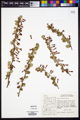 Ribes cruentum image