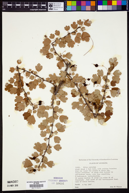 Ribes curvatum image