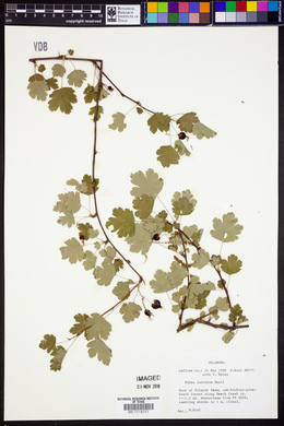 Ribes curvatum image