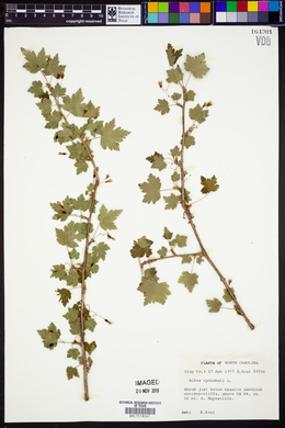 Ribes cynosbati image