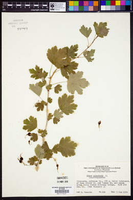 Ribes cynosbati image