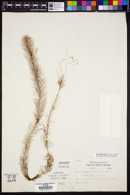 Myriophyllum humile image