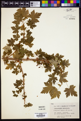 Media resource of Grossularia divaricata