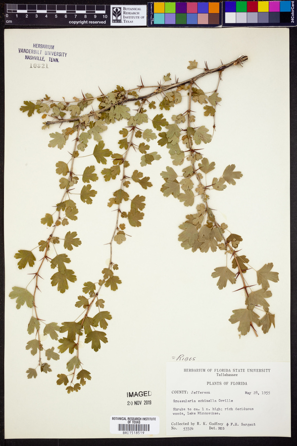 Grossularia echinella image