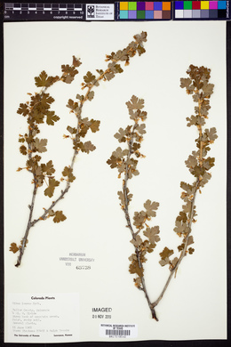 Ribes inerme image