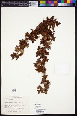 Ribes lacustre image
