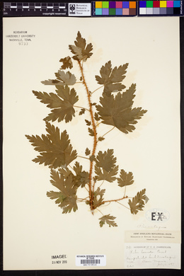 Ribes lacustre image