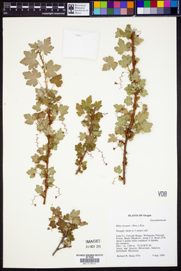 Ribes lacustre image