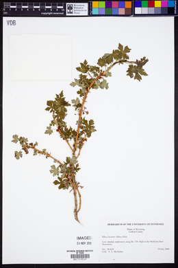 Ribes lacustre image
