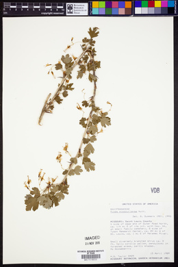 Ribes missouriense image