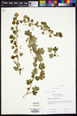 Ribes missouriense image