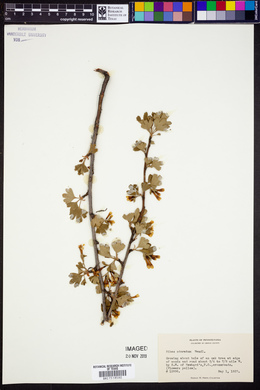Ribes odoratum image