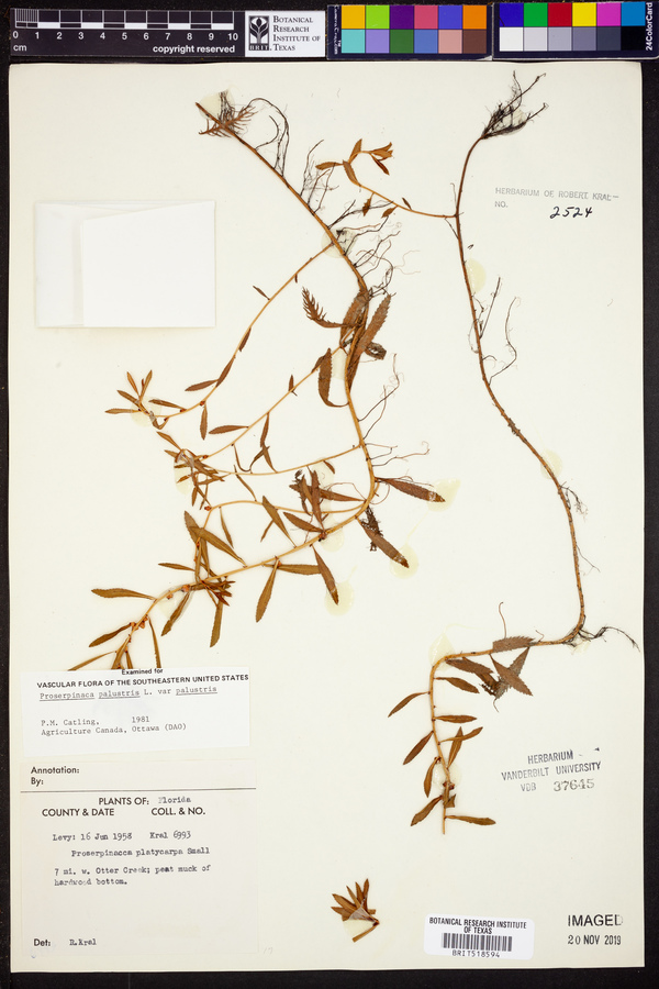 Proserpinaca palustris var. palustris image