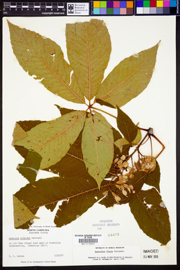 Aesculus flava image